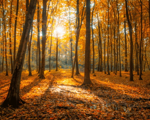 SEO tourisme automne